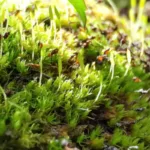 El musgo más antiguo y de evolución más rápida podría no sobrevivir al cambio climático