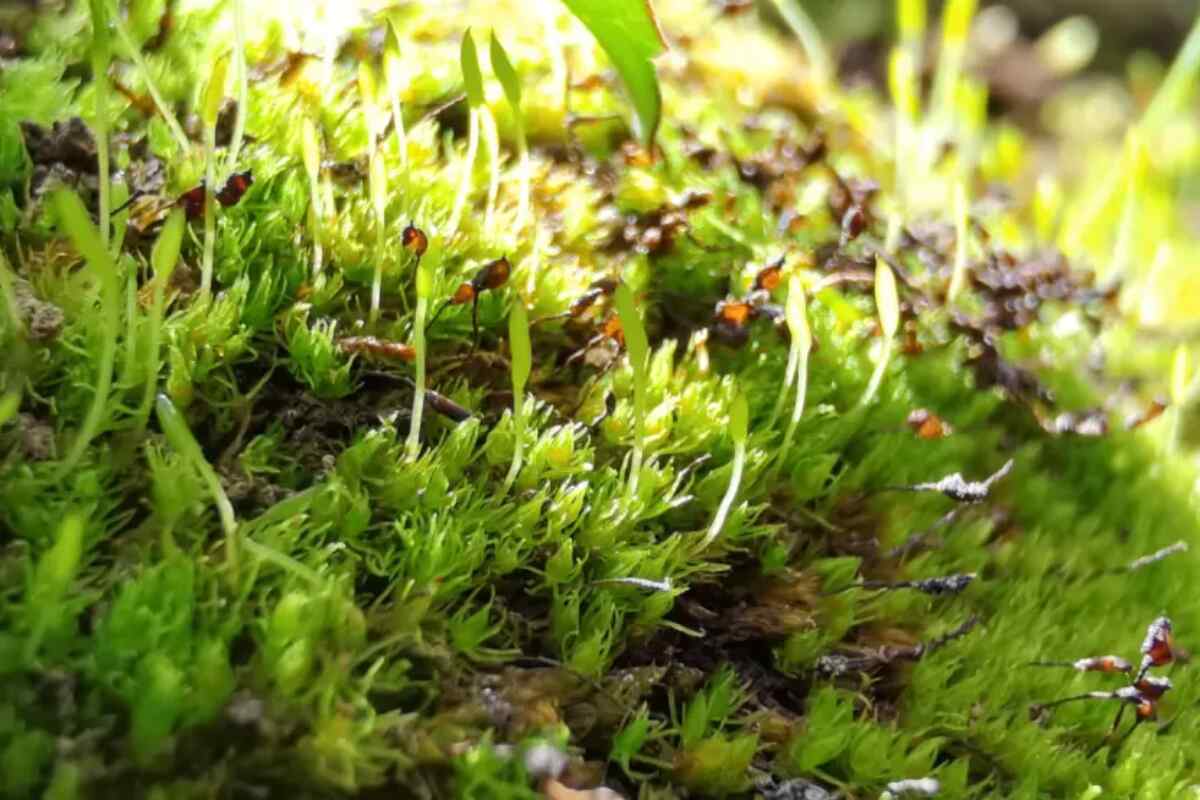 El musgo más antiguo y de evolución más rápida podría no sobrevivir al cambio climático
