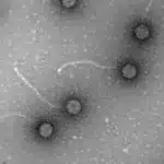 Fagos, los virus come bacterias para combatir la resistencia a los antibióticos