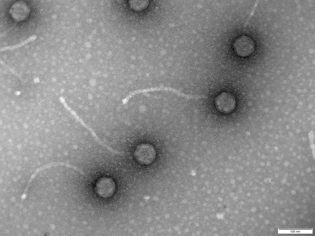 Fagos, los virus come bacterias para combatir la resistencia a los antibióticos