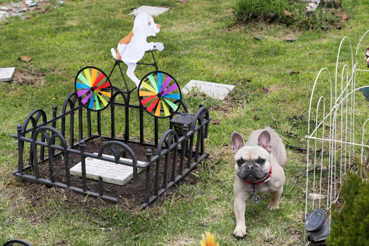 Funerales y velorios para perros y gatos, la forma de despedir a las mascotas en Colombia