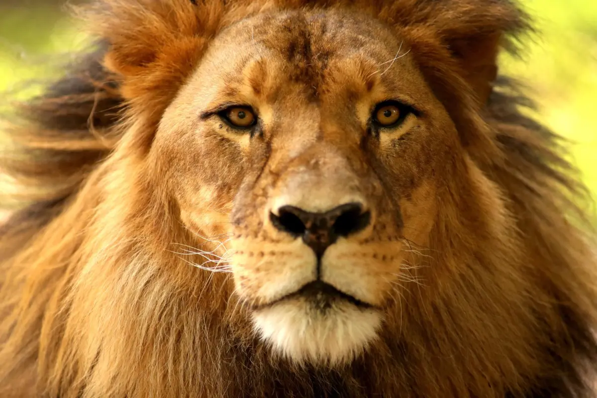 Los leones africanos a un paso de la extinción, tras la desaparición del 90% de ejemplares