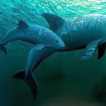 Los sitios patrimonio de la humanidad, el último bastión de 20.000 especies amenazadas