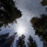 México reforesta con 2.600 árboles nuevos la principal reserva de la mariposa monarca