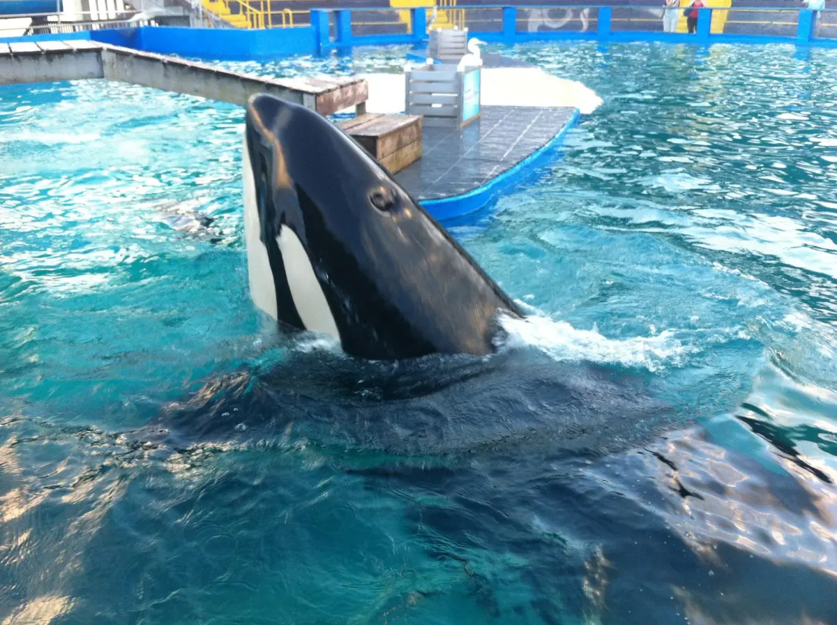 Muere Lolita, la orca cautiva desde 1970 en Miami