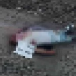 Crimen atroz en Tierralta: torturan y matan a un hombre y le ponen un cartel de "biolo"