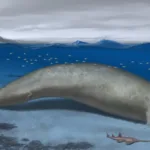 Una antigua y colosal ballena desafía el título de animal más pesado a la ballena azul