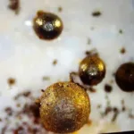 Fragmentos de metal de ovni encontrado en el Océano Pacífico podrían ser prueba de vida extraterrestre inteligente, dice científico de Harvard