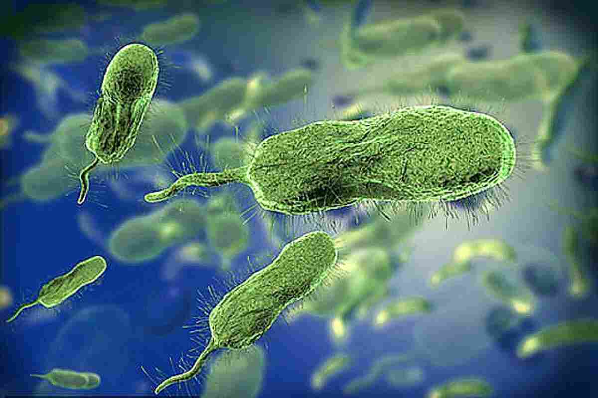 Bacteria Carnívora Causa Estragos en Tampa Bay y Provoca Emergencia Sanitaria