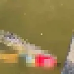 Cocodrilo ataca y mata a hombre en el Río Cañas, Santa Cruz de Guanacaste