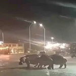 Cuatro hipopótamos de la hacienda Nápoles cruzan la autopista Medellín-Bogotá