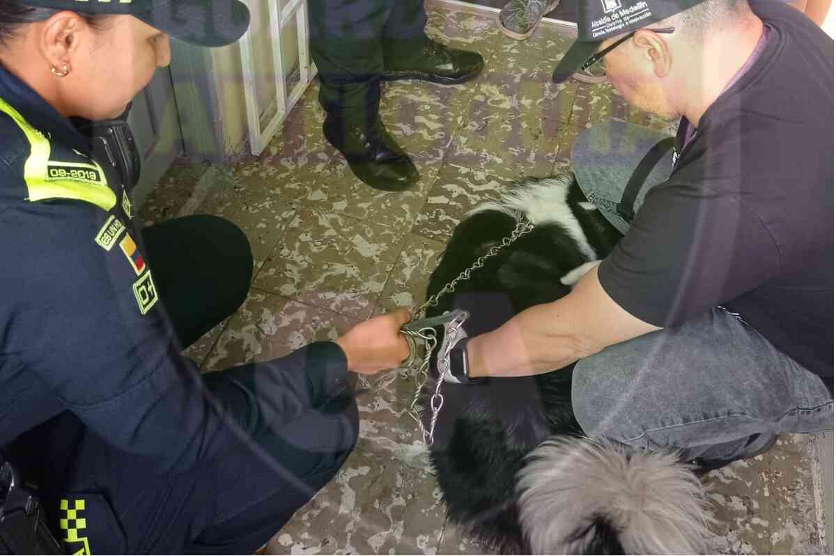 Hombre que le pegó a su perro en Medellín será imputado por maltrato animal-barrio buenos aires