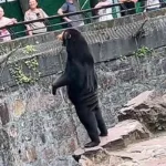 Rumores infundados sobre osos disfrazados en un zoológico chino