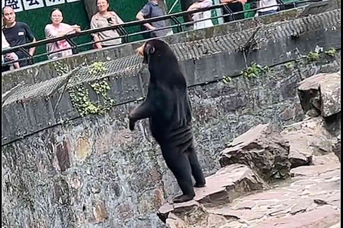 El zoológico de Hangzhou desmiente que sus osos solares sean actores humanos