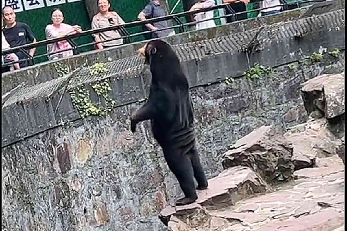 Rumores infundados sobre osos disfrazados en un zoológico chino