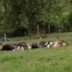 vacas muertas en buga- Misteriosa Muerte Nocturna de 50 Reses en el Valle del Cauca Genera Inquietud