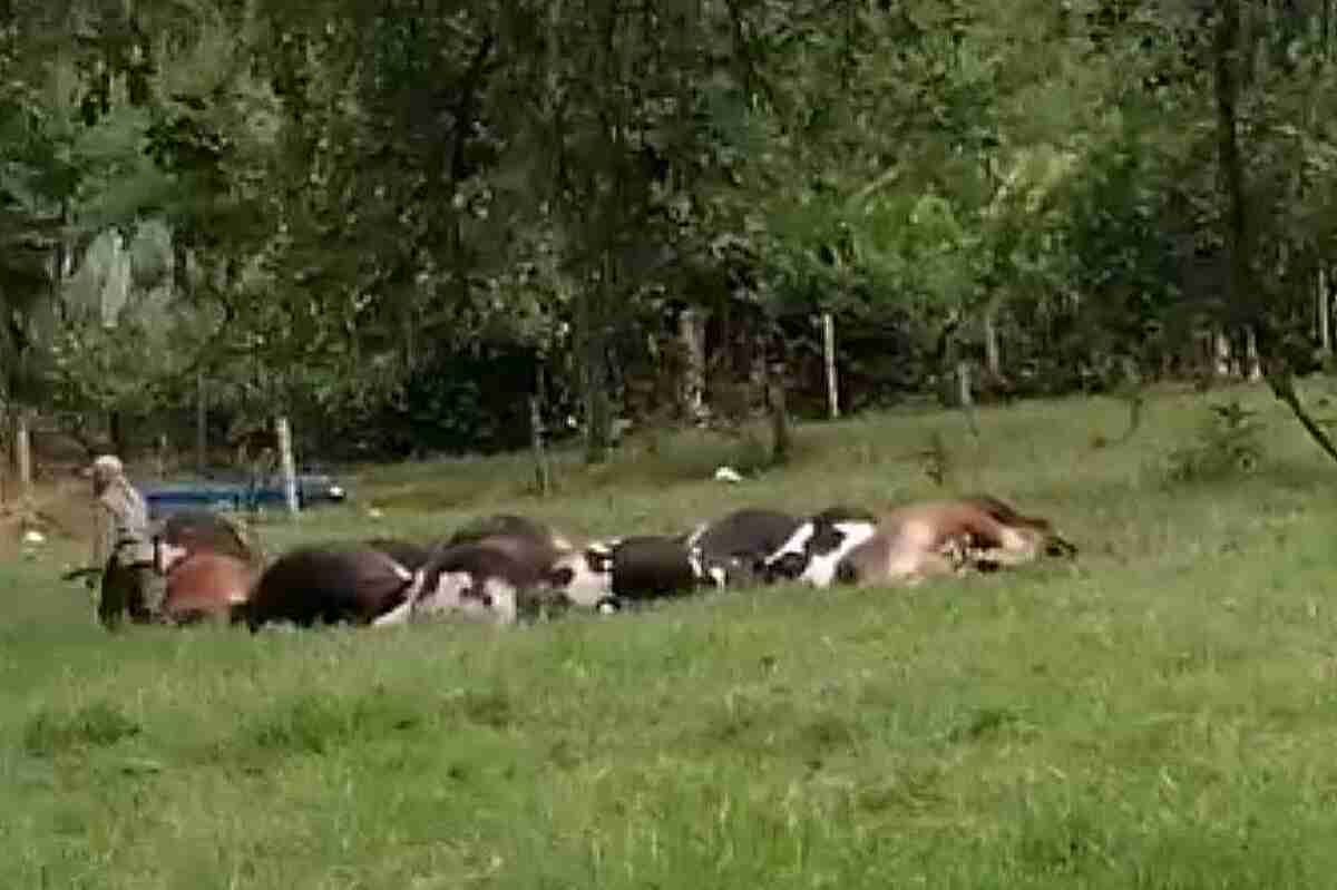 vacas muertas en buga- Misteriosa Muerte Nocturna de 50 Reses en el Valle del Cauca Genera Inquietud
