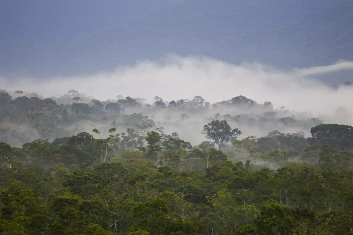 Advierten de deforestación en la Amazonía de Ecuador causada por plantaciones de pitahaya