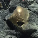 Analizan un misterioso huevo dorado descubierto en la profundidad del océano en Alaska