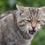 Australia amplia su guerra contra los gatos para salvar a sus animales nativos