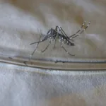 El Ministerio de Salud de Jamaica anuncia que ha entrado en fase epidémica por Dengue