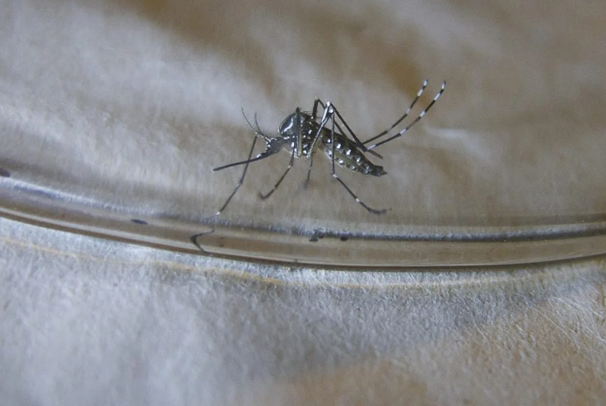 El Ministerio de Salud de Jamaica anuncia que ha entrado en fase epidémica por Dengue