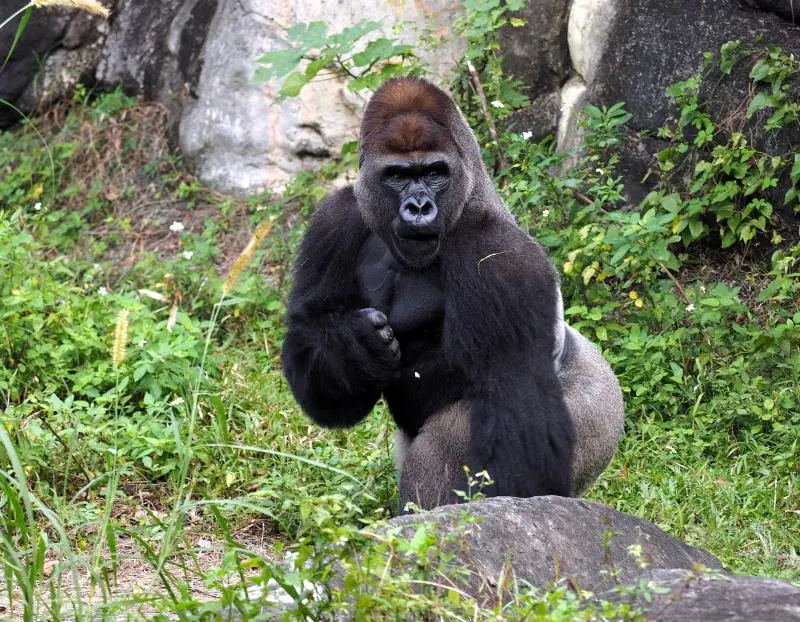 La Unesco celebra el éxito de Ruanda en la protección de los gorilas de montaña