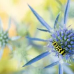La meteorología explica el descenso y aumento de los insectos en las últimas tres décadas