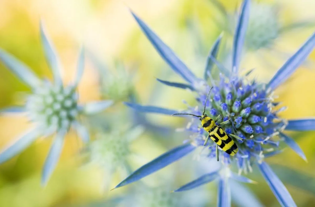 La meteorología explica el descenso y aumento de los insectos en las últimas tres décadas