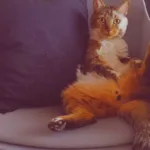 Por qué los Gatos Aman el Atún - La Ciencia Desvela el Secreto