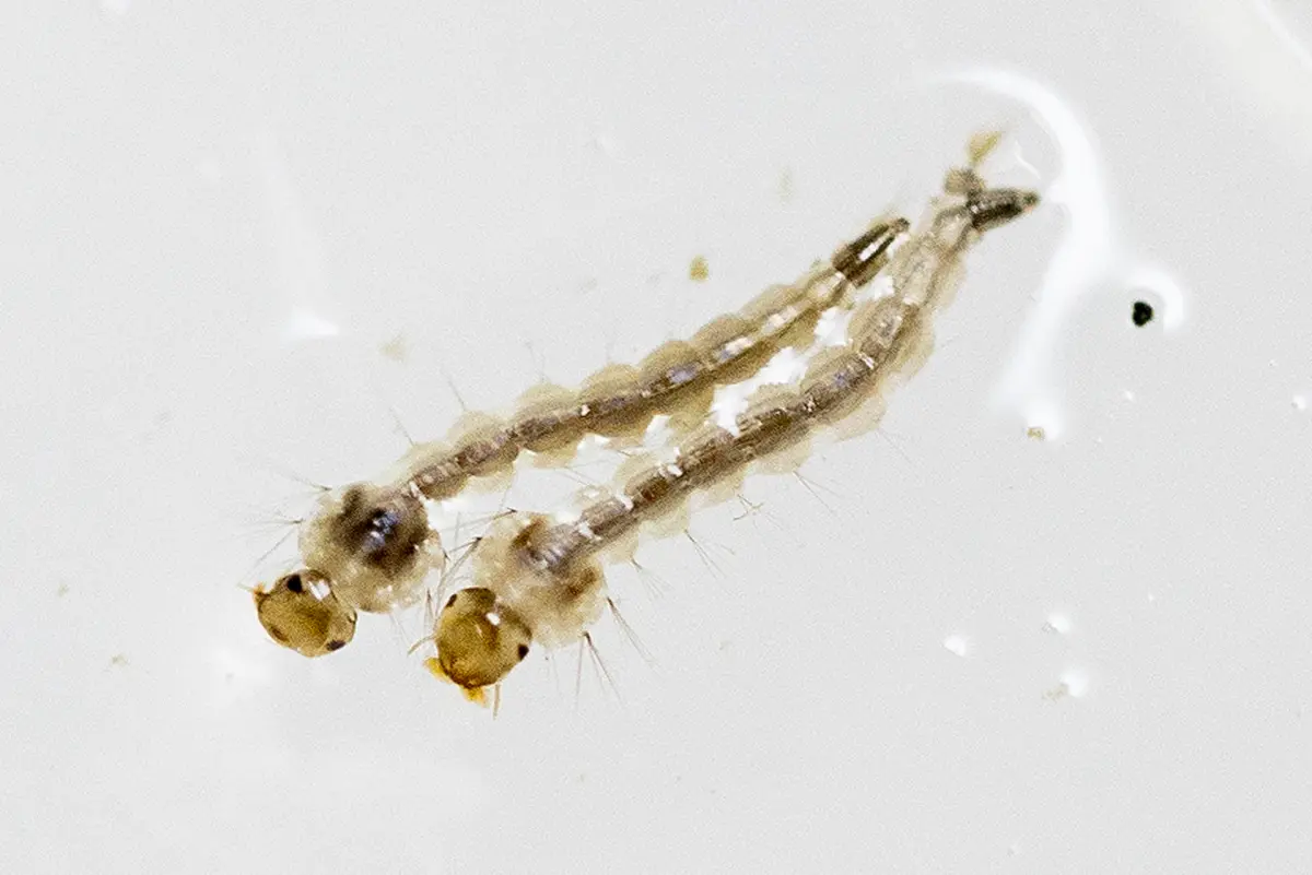 República Dominicana atraviesa un brote epidémico de dengue, anuncian las autoridades sanitarias