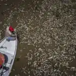 Sequía en la Amazonía y temperaturas récord provocan muerte de toneladas peces en Brasil