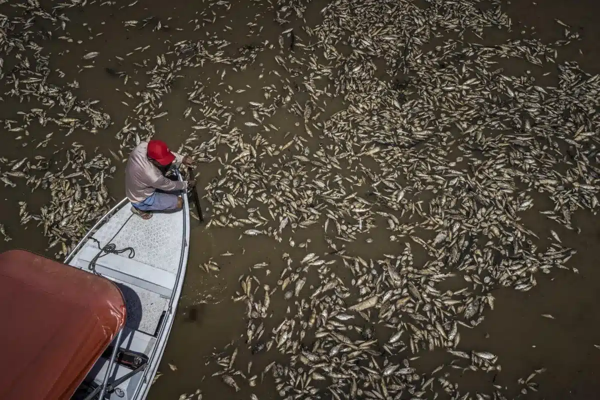 Sequía en la Amazonía y temperaturas récord provocan muerte de toneladas peces en Brasil