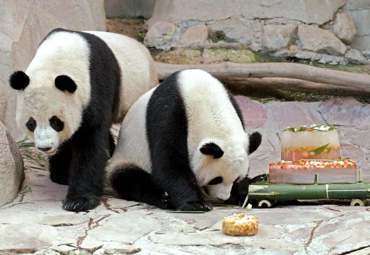 Singapur anuncia la devolución a China del primer panda gigante nacido en la isla