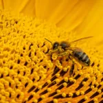 Todas las colonias de abejas en Suiza están enfermas y podrían morir en 2 años, según experto