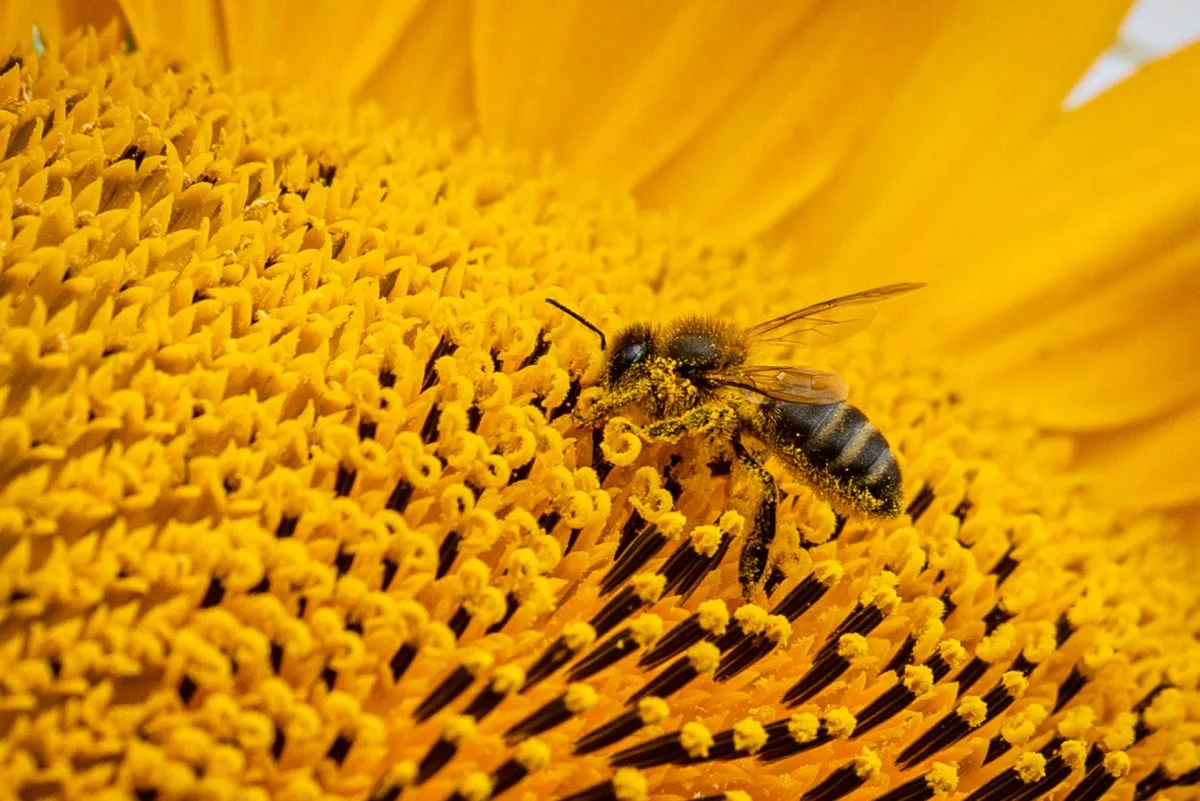 Todas las colonias de abejas en Suiza están enfermas y podrían morir en 2 años, según experto