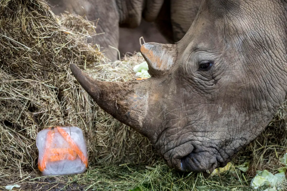 Un rinoceronte mata a una cuidadora e hiere a otra persona en un zoo de Austria