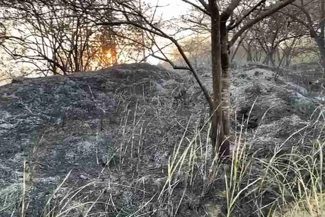 Incendio forestal arrasa con más de 60 hectáreas de bosque nativo en el norte de Cali