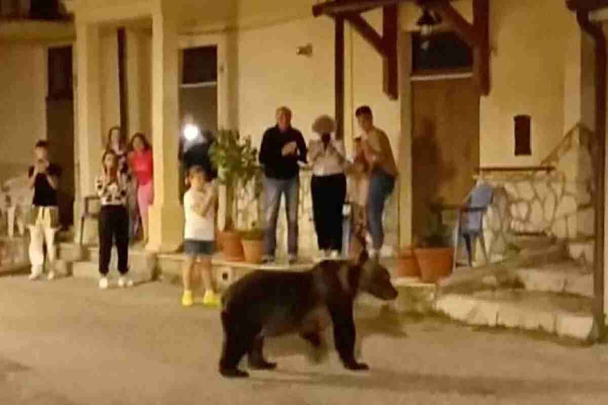 Indignación por la violenta muerte de Amarena, osa emblemática del Parque Nacional de Abruzzo