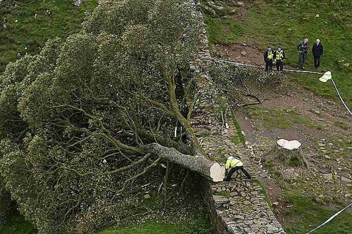 Un joven detenido por talar el árbol más fotografiado del Reino Unido, el árbol de Robin Hood