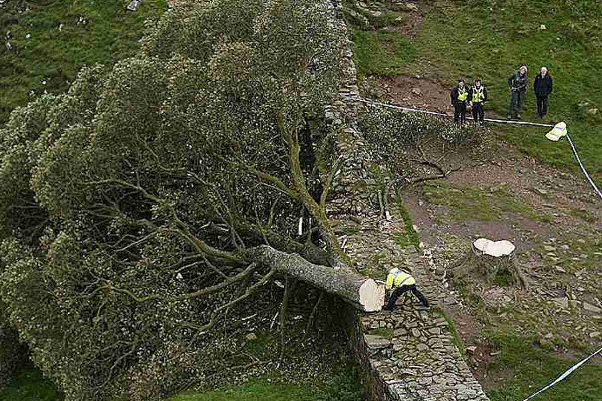 Indignación por la tala del árbol Sycamore Gap, protagonista de Robin Hood: Príncipe de los ladrones