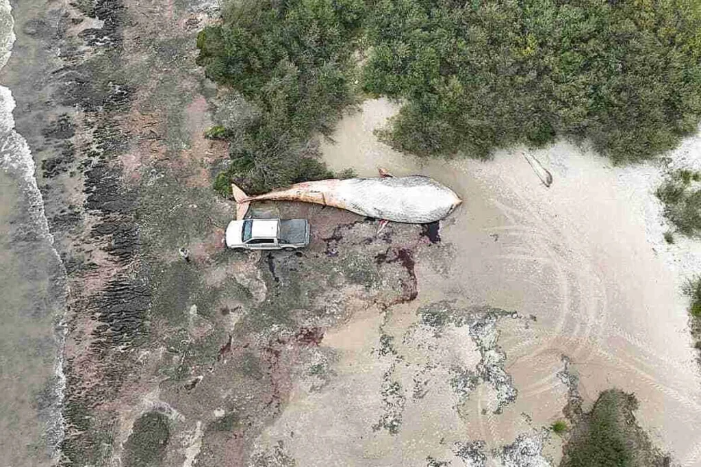 Aparece el cuerpo de una imponente ballena azul muerta en las costas de Uruguay