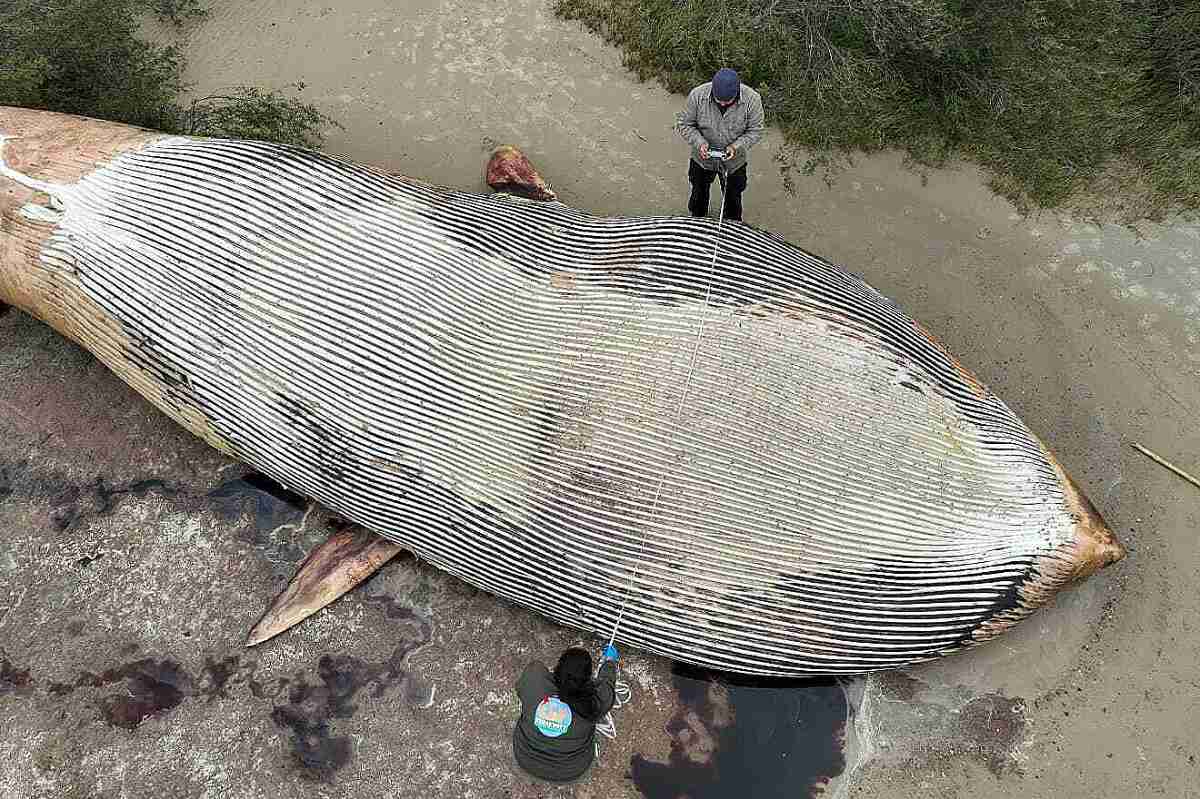 Hallan una ballena azul muerta en las costas de Uruguay: se realizará una necropsia para esclarecer el caso