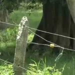 Dos niñas pierden la vida por una cerca eléctrica en zona rural de Valencia, Córdoba