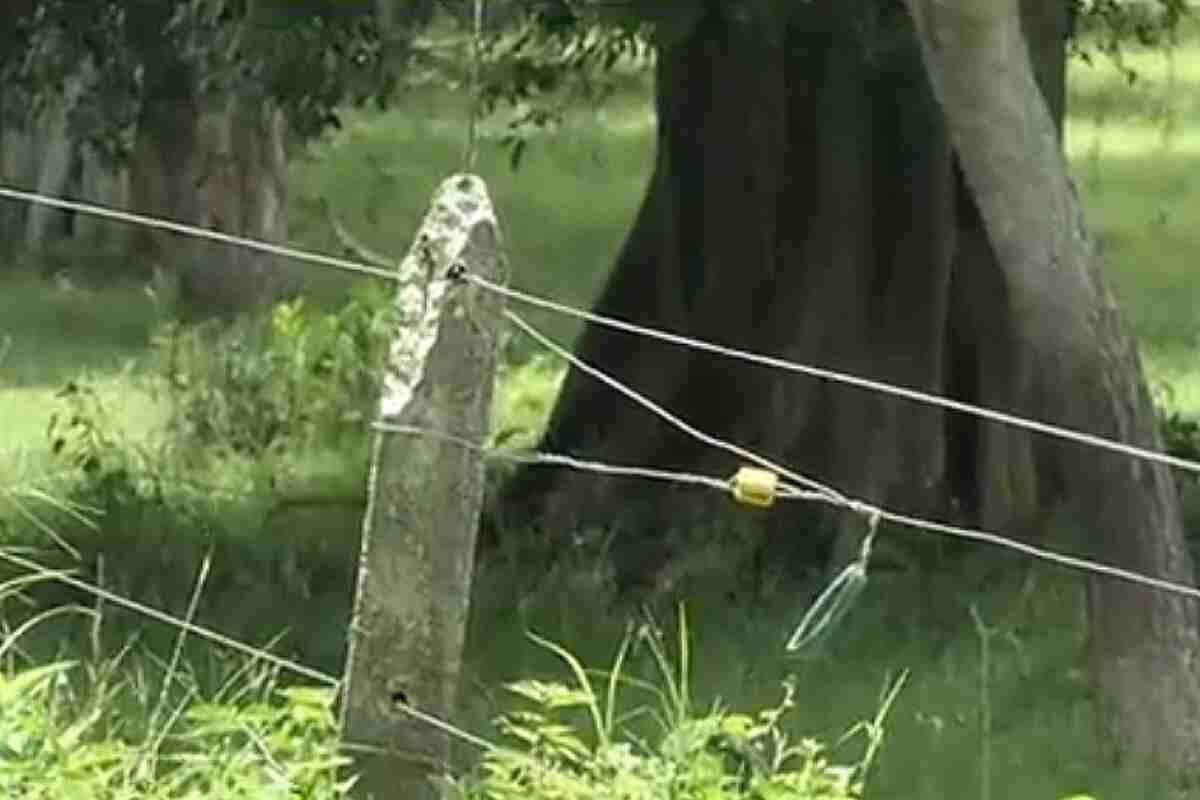 Dos niñas pierden la vida por una cerca eléctrica en zona rural de Valencia, Córdoba