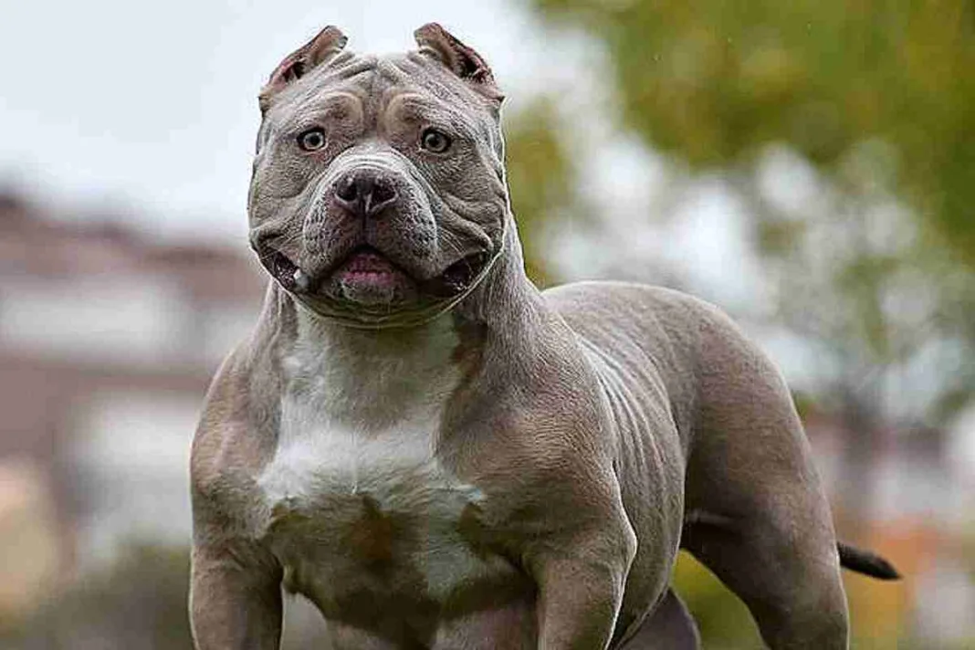 El Gobierno británico busca definir y prohibir la raza de perro American Bully XL
