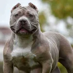El Gobierno británico busca definir y prohibir la raza de perro American Bully XL