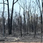 Al menos dos muertos a raíz de los incendios forestales en el noreste de Australia