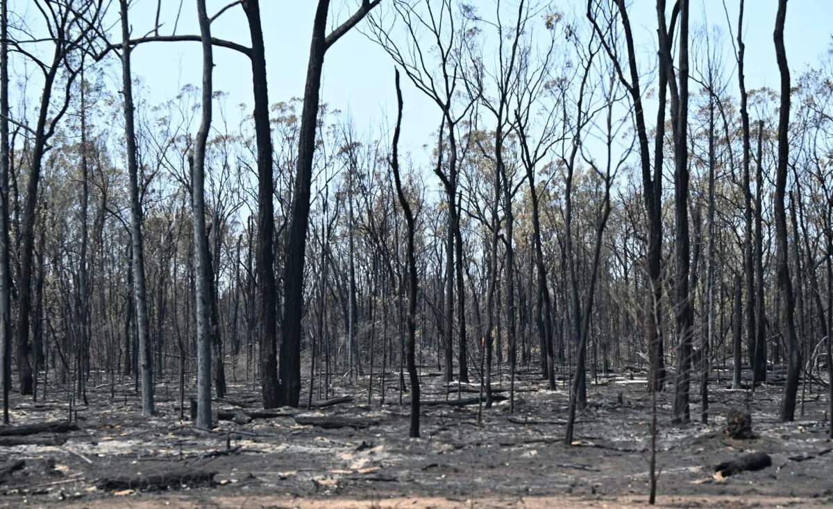 Al menos dos muertos a raíz de los incendios forestales en el noreste de Australia