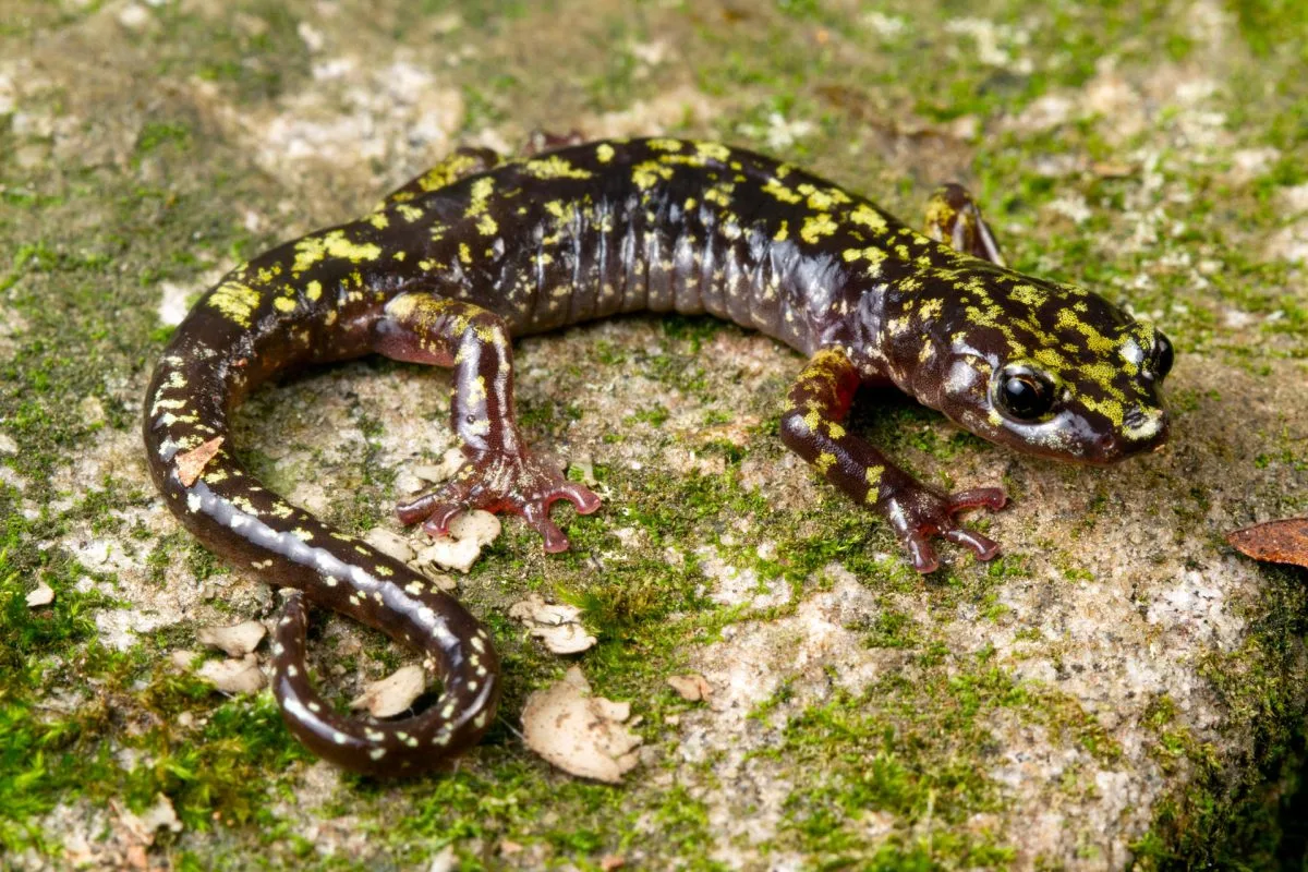 Anfibios en alerta roja - qué nos dice su pandemia de la salud del planeta